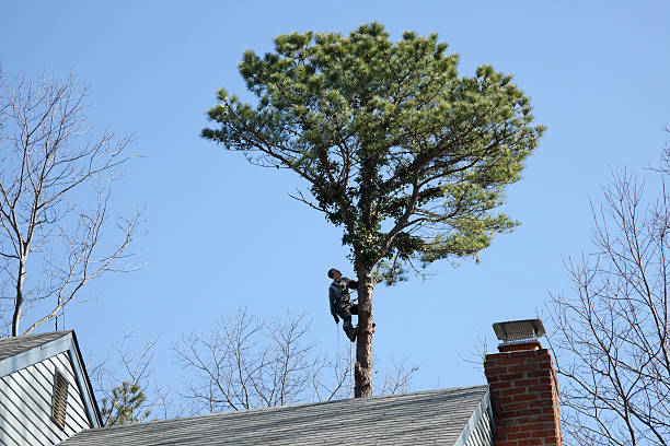 Best Tree Disease Treatment  in Caryville, TN