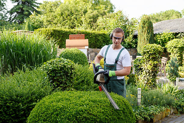 Trusted Caryville, TN Tree Removal Services Experts