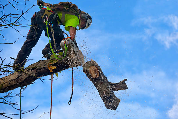 Tree and Shrub Care in Caryville, TN